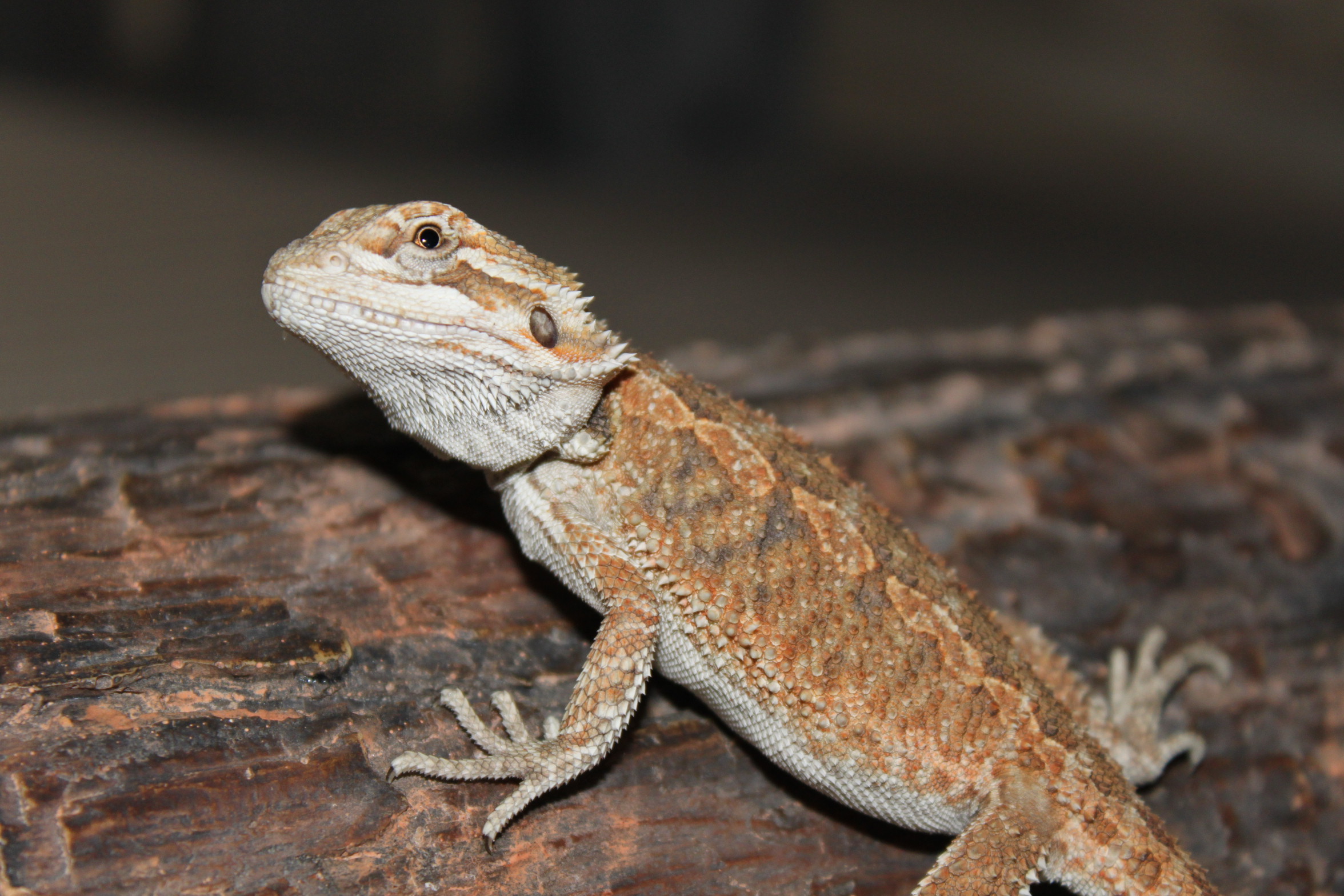Hypo blood/orange x orange/pastel baardagamen