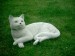 Foto 1 van Tuinbeelden Liggende poes 