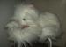 Foto 1 van witte poes