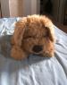 Foto 1 van grote knuffelhond