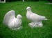 Foto 2 van Tuinbeelden :Mooie duiven 