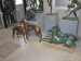Foto 2 van bronzen winhonden