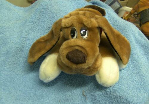 schattig hondje