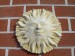 Foto 1 van Tuinbeelden Zon uit beton 